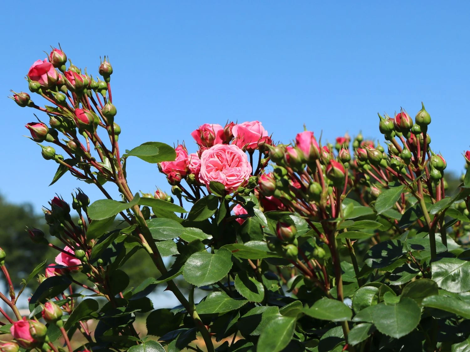 Beetrose 'Bailando' ® 3 Beetrose 'Bailando' ® – Bild 3