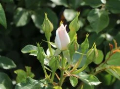 Beetrose 'Ballade' ® -Edelrosen Geschaft beetrose ballade m005634 w 1