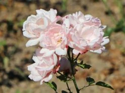 Beetrose 'Ballade' ® -Edelrosen Geschaft beetrose ballade m005634 w 4