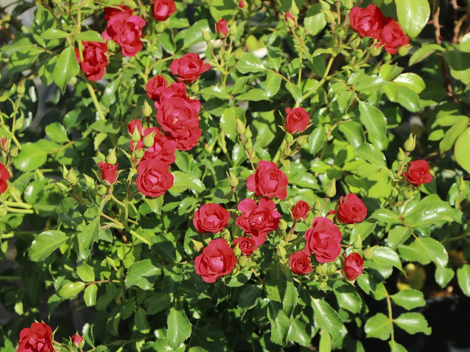 Beetrose 'Balou' ® 8 Beetrose 'Balou' ® – Bild 8