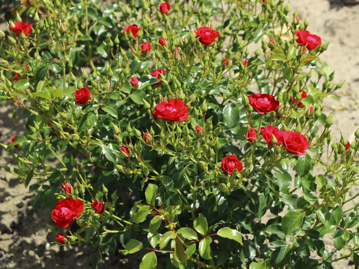 Beetrose 'Balou' ® 10 Beetrose 'Balou' ® – Bild 10