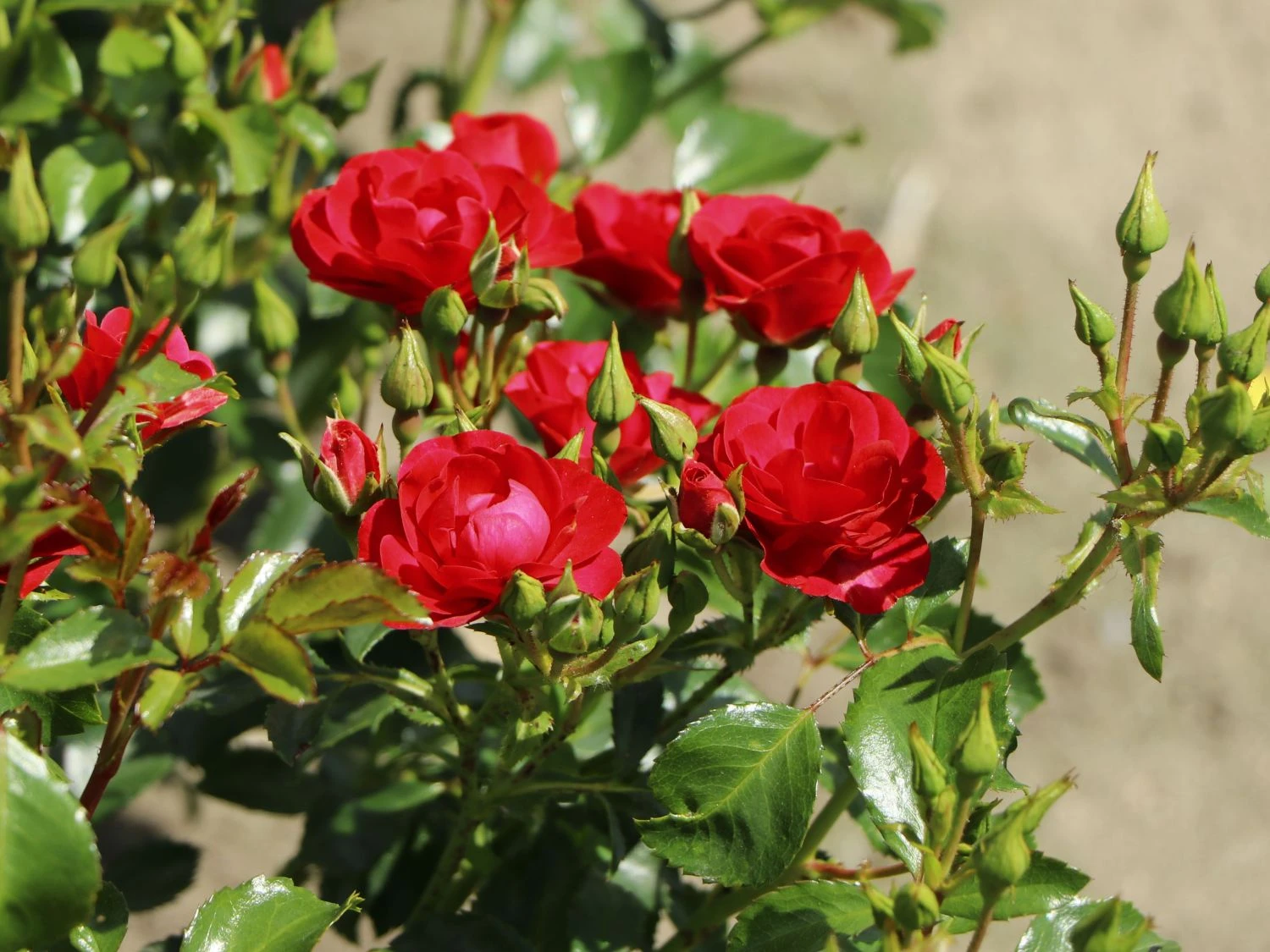 Beetrose 'Balou' ® 6 Beetrose 'Balou' ® – Bild 6