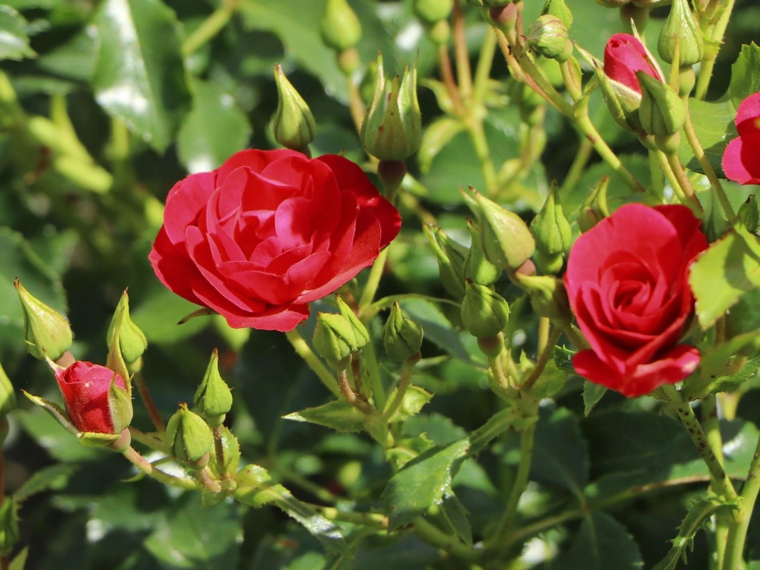 Beetrose 'Balou' ® 7 Beetrose 'Balou' ® – Bild 7