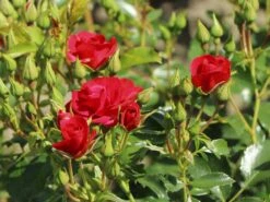 Beetrose 'Balou' ® 13 Beetrose 'Balou' ® -Edelrosen Geschaft beetrose balou m073316 w 4