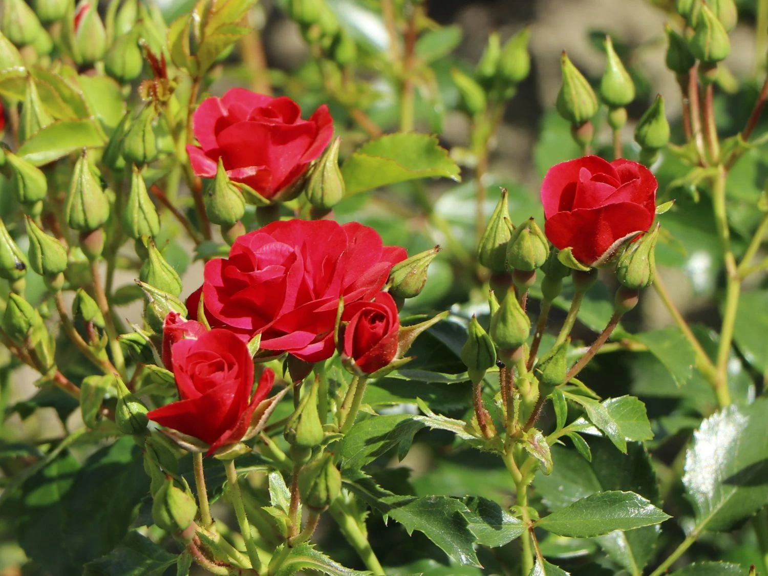 Beetrose 'Balou' ® 4 Beetrose 'Balou' ® – Bild 4