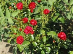 Beetrose 'Balou' ® 14 Beetrose 'Balou' ® -Edelrosen Geschaft beetrose balou m073316 w 5