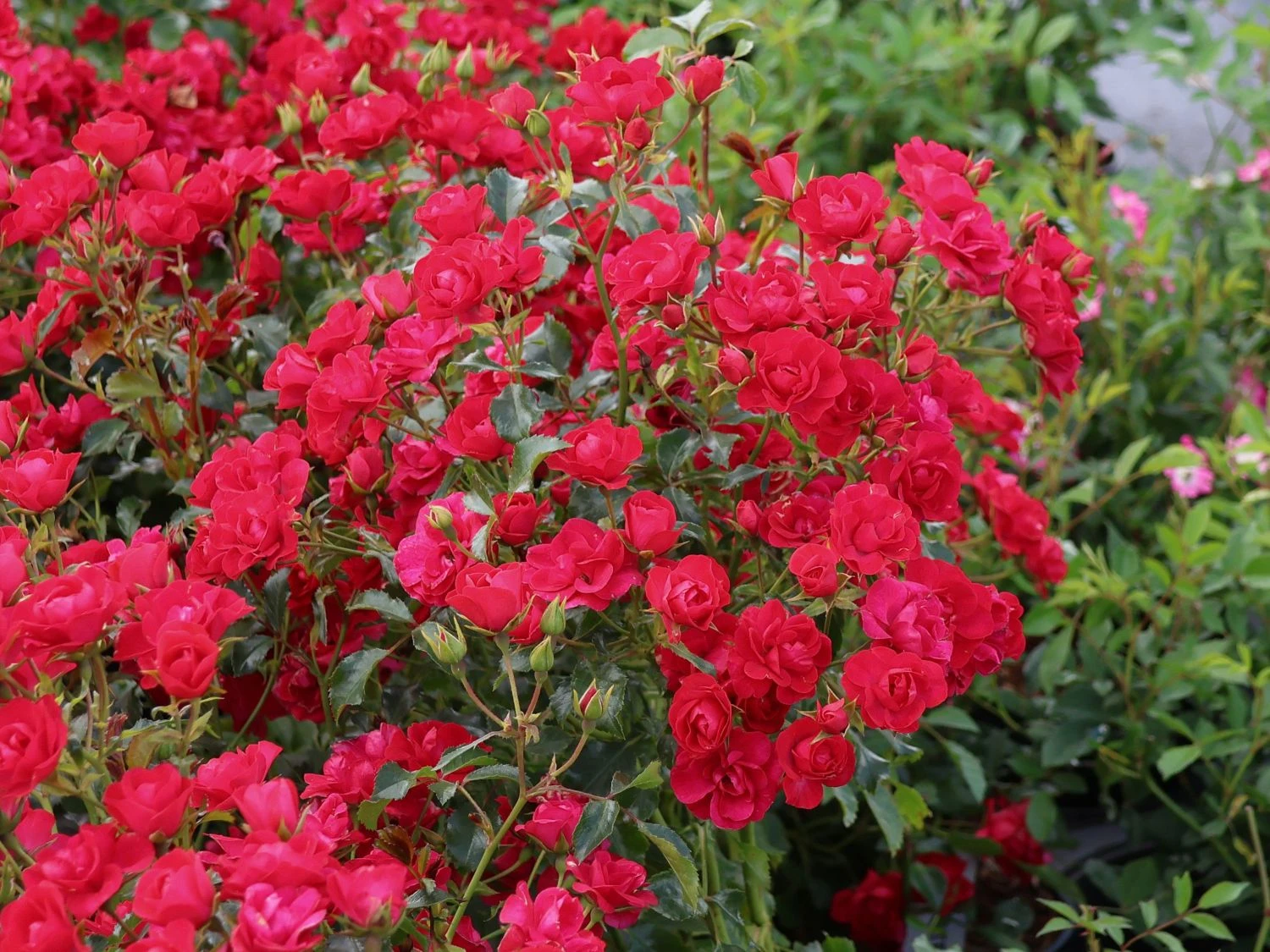 Beetrose 'Balou' ® 3 Beetrose 'Balou' ® – Bild 3