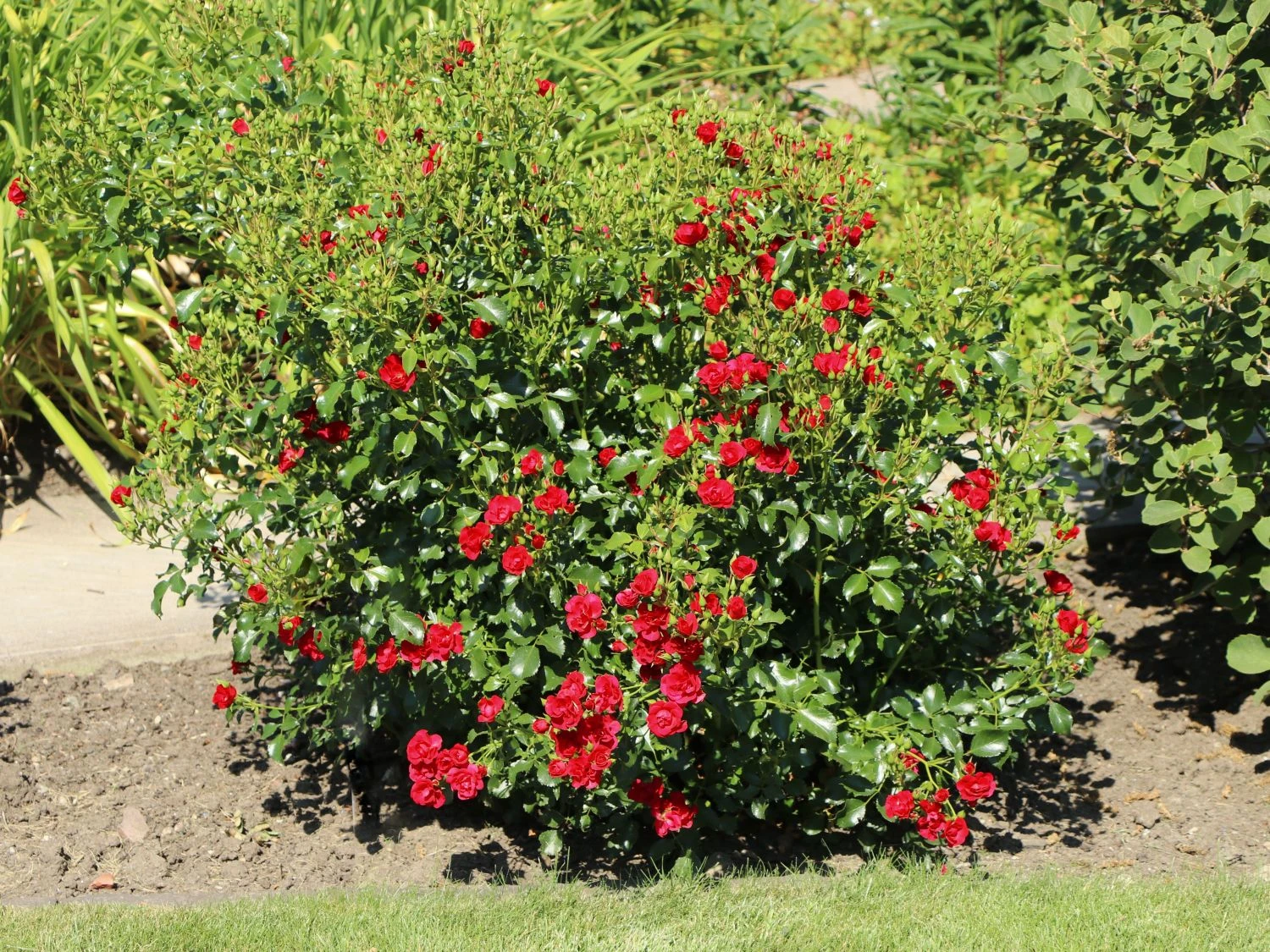 Beetrose 'Balou' ® 2 Beetrose 'Balou' ® – Bild 2