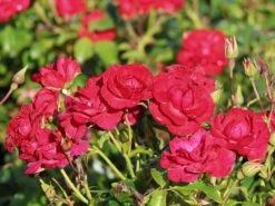 Beetrose 'Balou' ® 18 Beetrose 'Balou' ® -Edelrosen Geschaft beetrose balou m073316 w 8