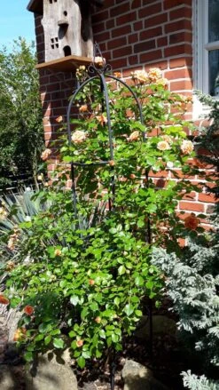 Beetrose 'Bentheimer Gold' ® 24 Beetrose 'Bentheimer Gold' ® -Edelrosen Geschaft beetrose bentheimer gold m099243 1244442 0