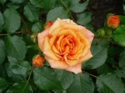 Beetrose 'Bentheimer Gold' ® 27 Beetrose 'Bentheimer Gold' ® -Edelrosen Geschaft beetrose bentheimer gold m099243 756811 0