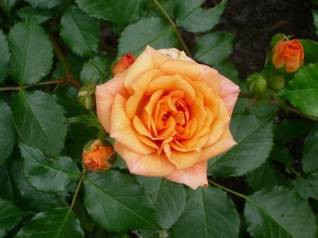 Beetrose 'Bentheimer Gold' ® 14 Beetrose 'Bentheimer Gold' ® – Bild 14