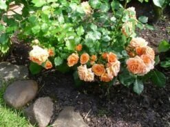 Beetrose 'Bentheimer Gold' ® 26 Beetrose 'Bentheimer Gold' ® -Edelrosen Geschaft beetrose bentheimer gold m099243 756811 1