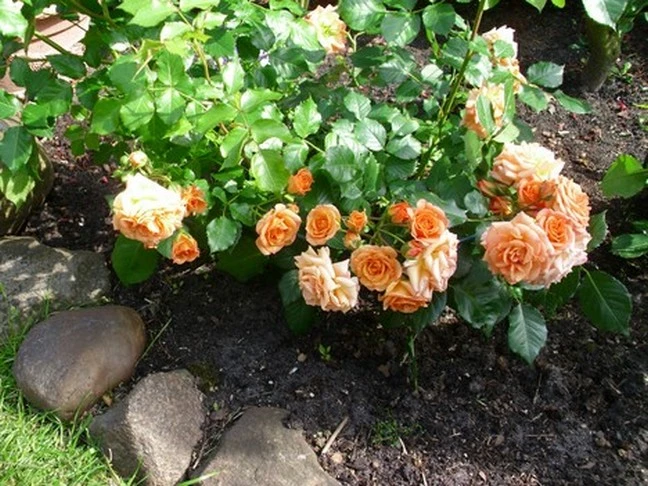 Beetrose 'Bentheimer Gold' ® 13 Beetrose 'Bentheimer Gold' ® – Bild 13