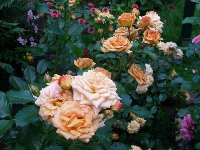 Beetrose 'Bentheimer Gold' ® 12 Beetrose 'Bentheimer Gold' ® – Bild 12