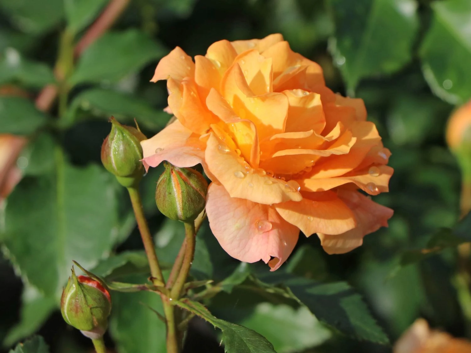 Beetrose 'Bentheimer Gold' ® 1 Beetrose 'Bentheimer Gold' ®