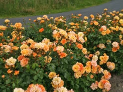 Beetrose 'Bentheimer Gold' ® 16 Beetrose 'Bentheimer Gold' ® -Edelrosen Geschaft beetrose bentheimer gold m099243 w 0