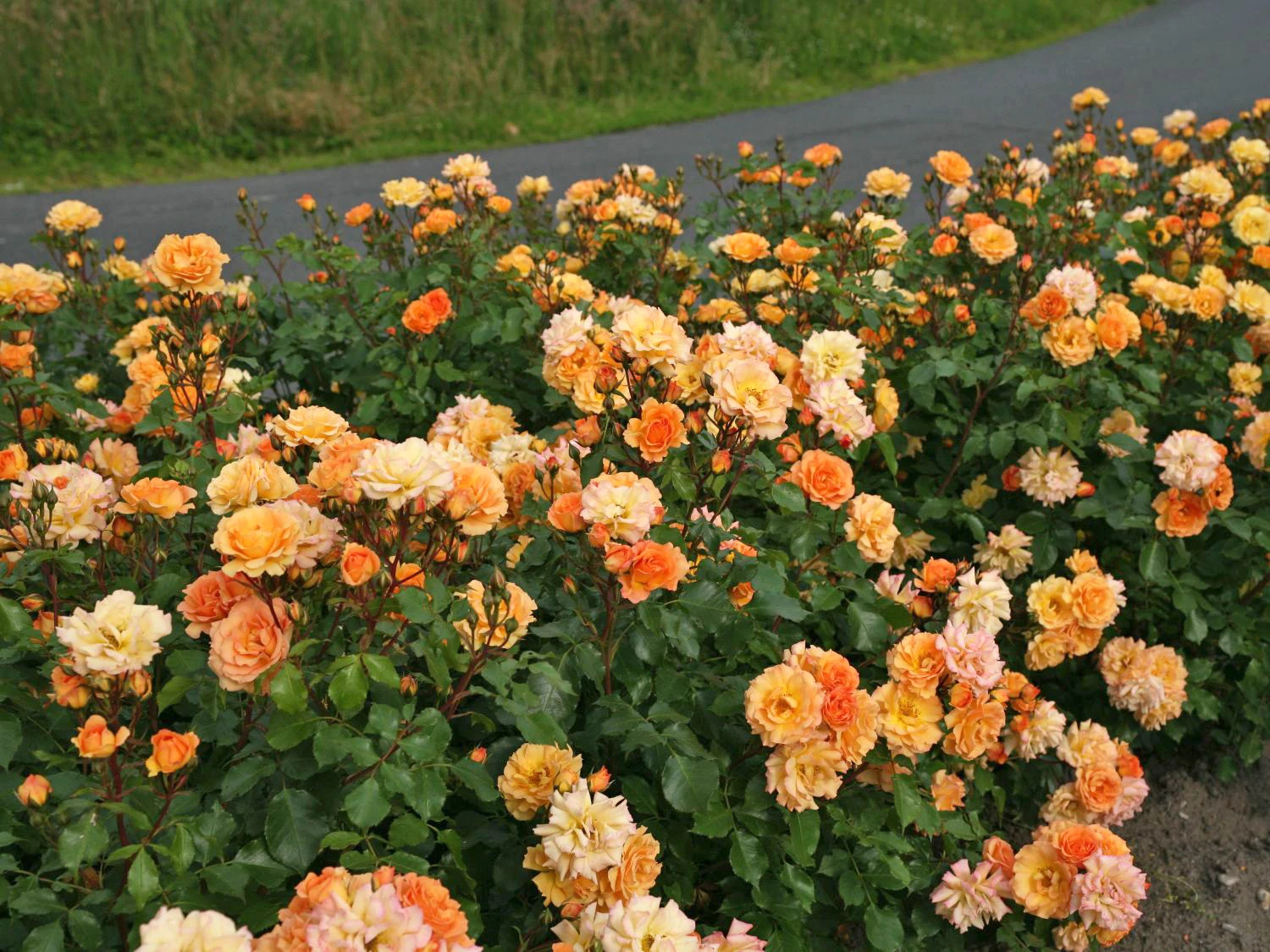 Beetrose 'Bentheimer Gold' ® 3 Beetrose 'Bentheimer Gold' ® – Bild 3