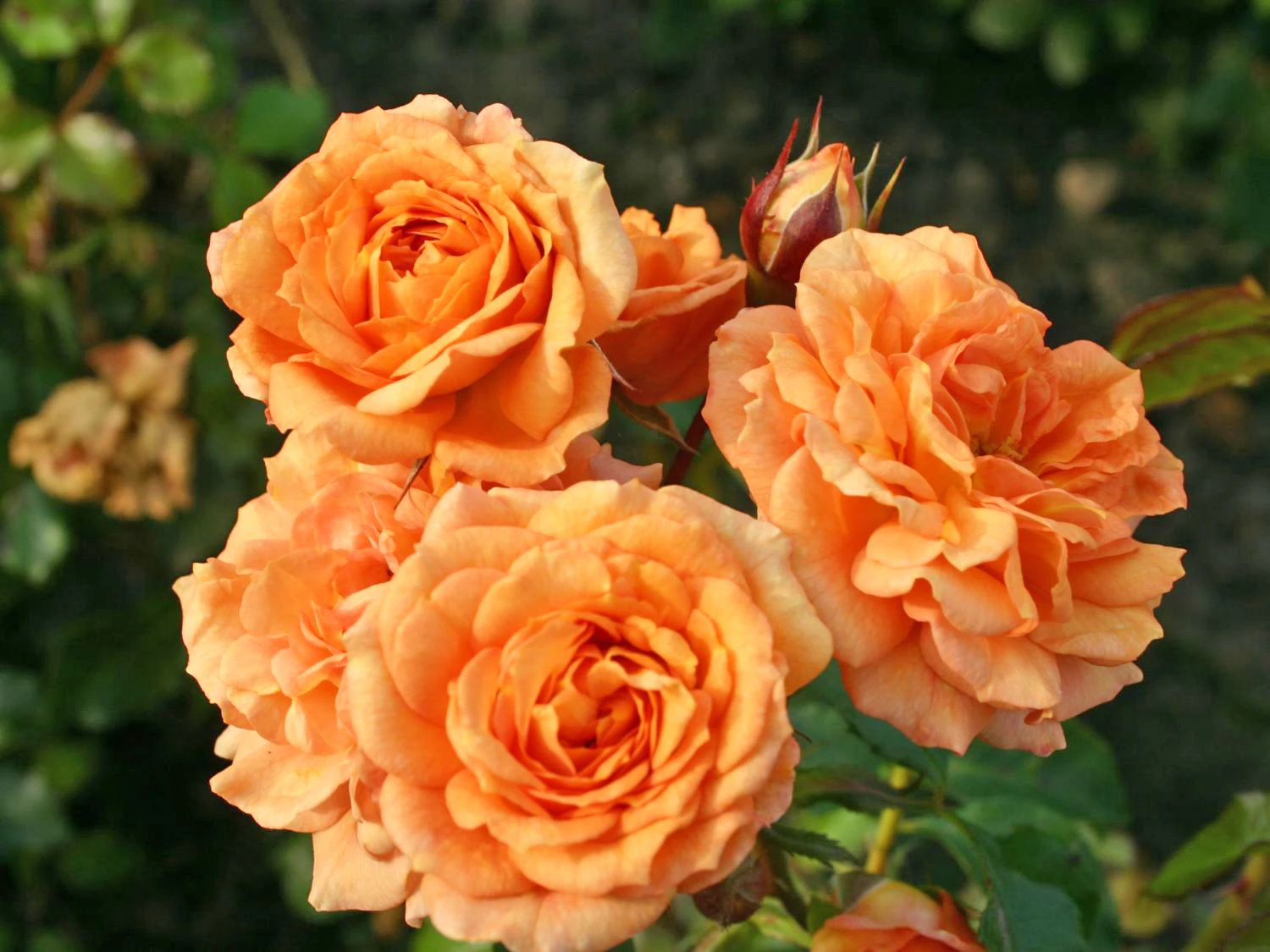 Beetrose 'Bentheimer Gold' ® 2 Beetrose 'Bentheimer Gold' ® – Bild 2