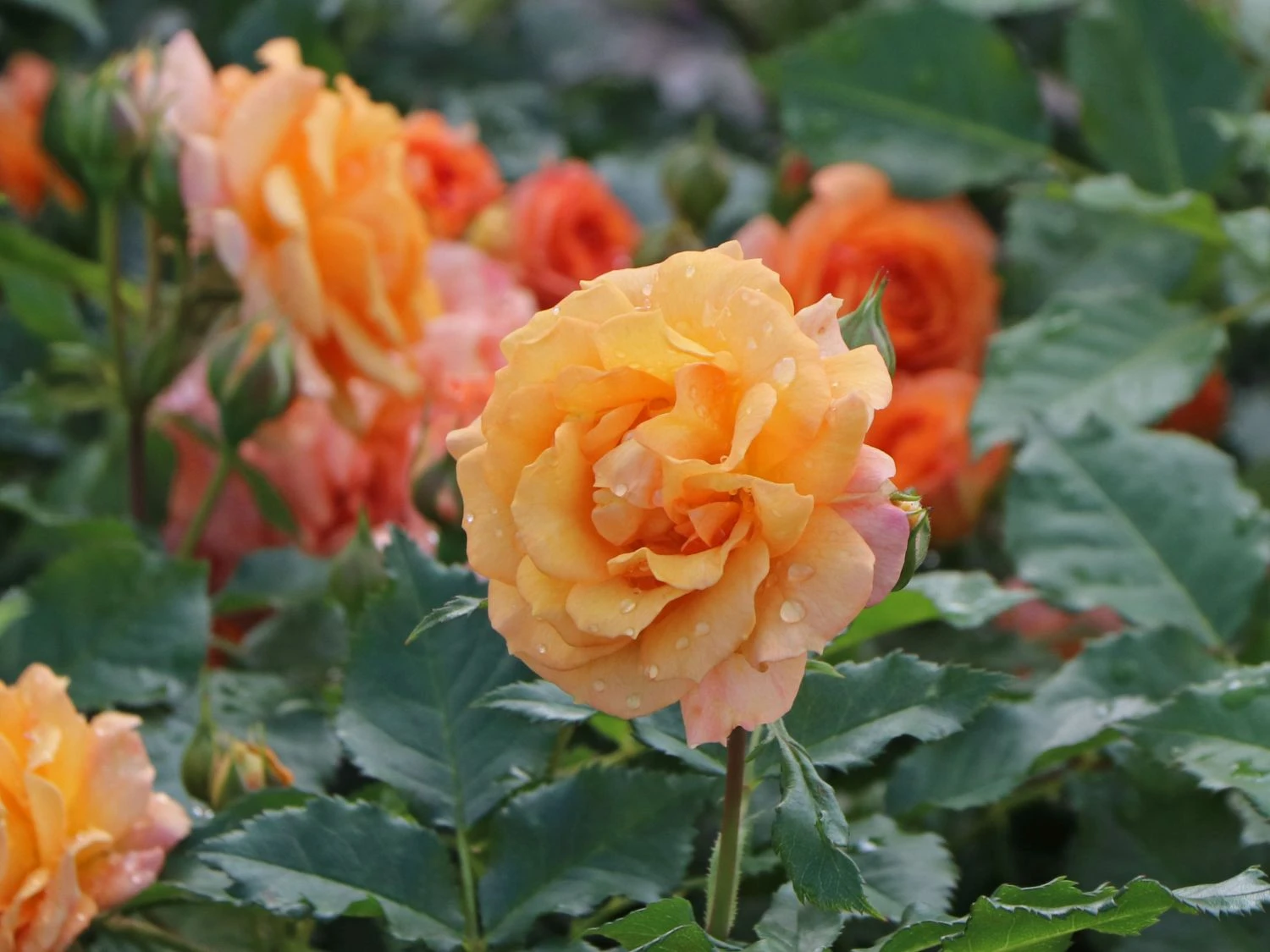 Beetrose 'Bentheimer Gold' ® 5 Beetrose 'Bentheimer Gold' ® – Bild 5