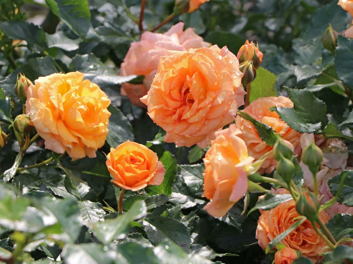 Beetrose 'Bentheimer Gold' ® 4 Beetrose 'Bentheimer Gold' ® – Bild 4