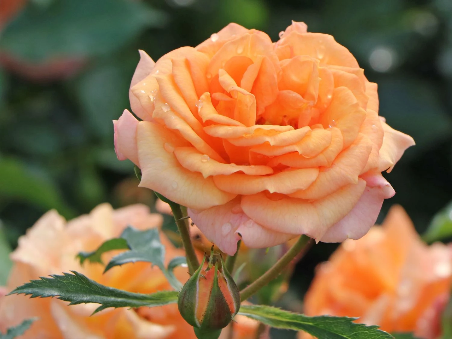 Beetrose 'Bentheimer Gold' ® 6 Beetrose 'Bentheimer Gold' ® – Bild 6