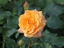 Beetrose 'Bentheimer Gold' ® 21 Beetrose 'Bentheimer Gold' ® -Edelrosen Geschaft beetrose bentheimer gold m099243 w 5