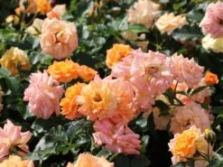 Beetrose 'Bentheimer Gold' ® 23 Beetrose 'Bentheimer Gold' ® -Edelrosen Geschaft beetrose bentheimer gold m099243 w 7