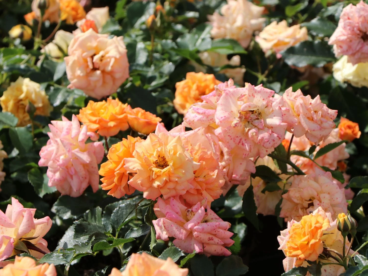 Beetrose 'Bentheimer Gold' ® 10 Beetrose 'Bentheimer Gold' ® – Bild 10