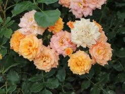 Beetrose 'Bentheimer Gold' ® 22 Beetrose 'Bentheimer Gold' ® -Edelrosen Geschaft beetrose bentheimer gold m099243 w 8