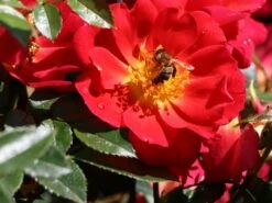 Bodendecker-Rose 'Bienenweide ® Hellrot' -Edelrosen Geschaft beetrose bienenweide hellrot m094436 w 5