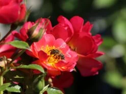 Bodendecker-Rose 'Bienenweide ® Hellrot' -Edelrosen Geschaft beetrose bienenweide hellrot m094436 w 6