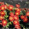 Bodendecker-Rose 'Bienenweide ® Hellrot'