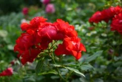 Beetrose 'Black Forest Rose' ® 25 Beetrose 'Black Forest Rose' ® -Edelrosen Geschaft beetrose black forest rose m052539 833421 0