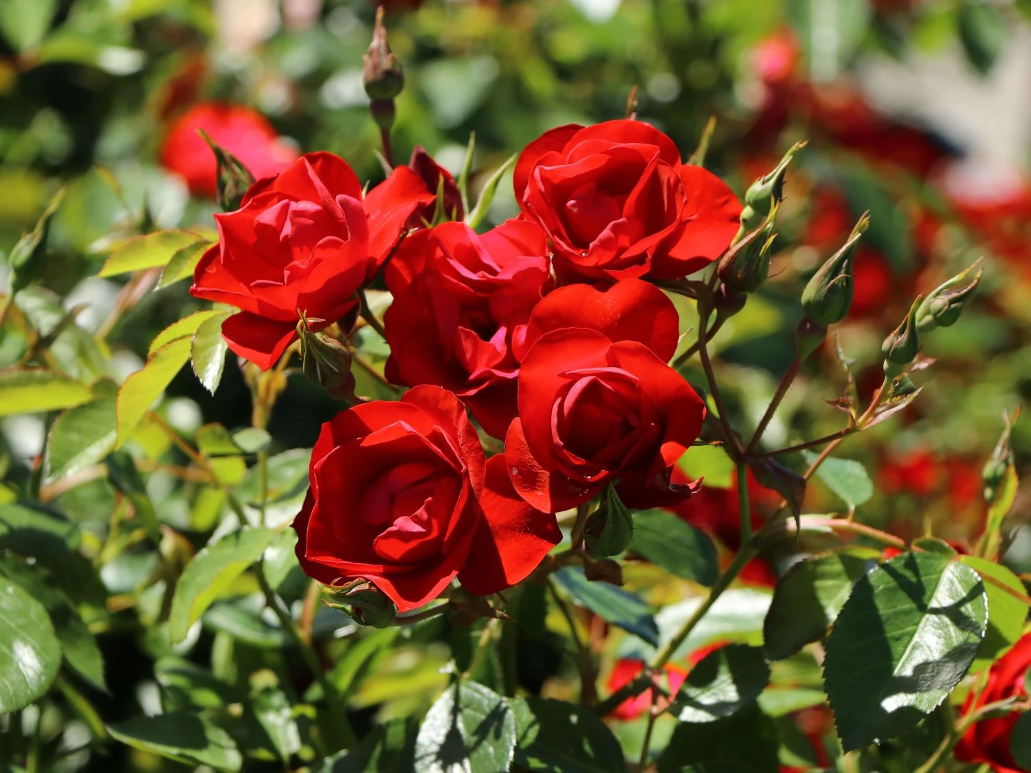 Beetrose 'Black Forest Rose' ® 1 Beetrose 'Black Forest Rose' ®