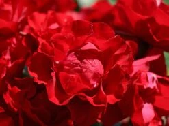 Beetrose 'Black Forest Rose' ® 24 Beetrose 'Black Forest Rose' ® -Edelrosen Geschaft beetrose black forest rose m052539 w 0