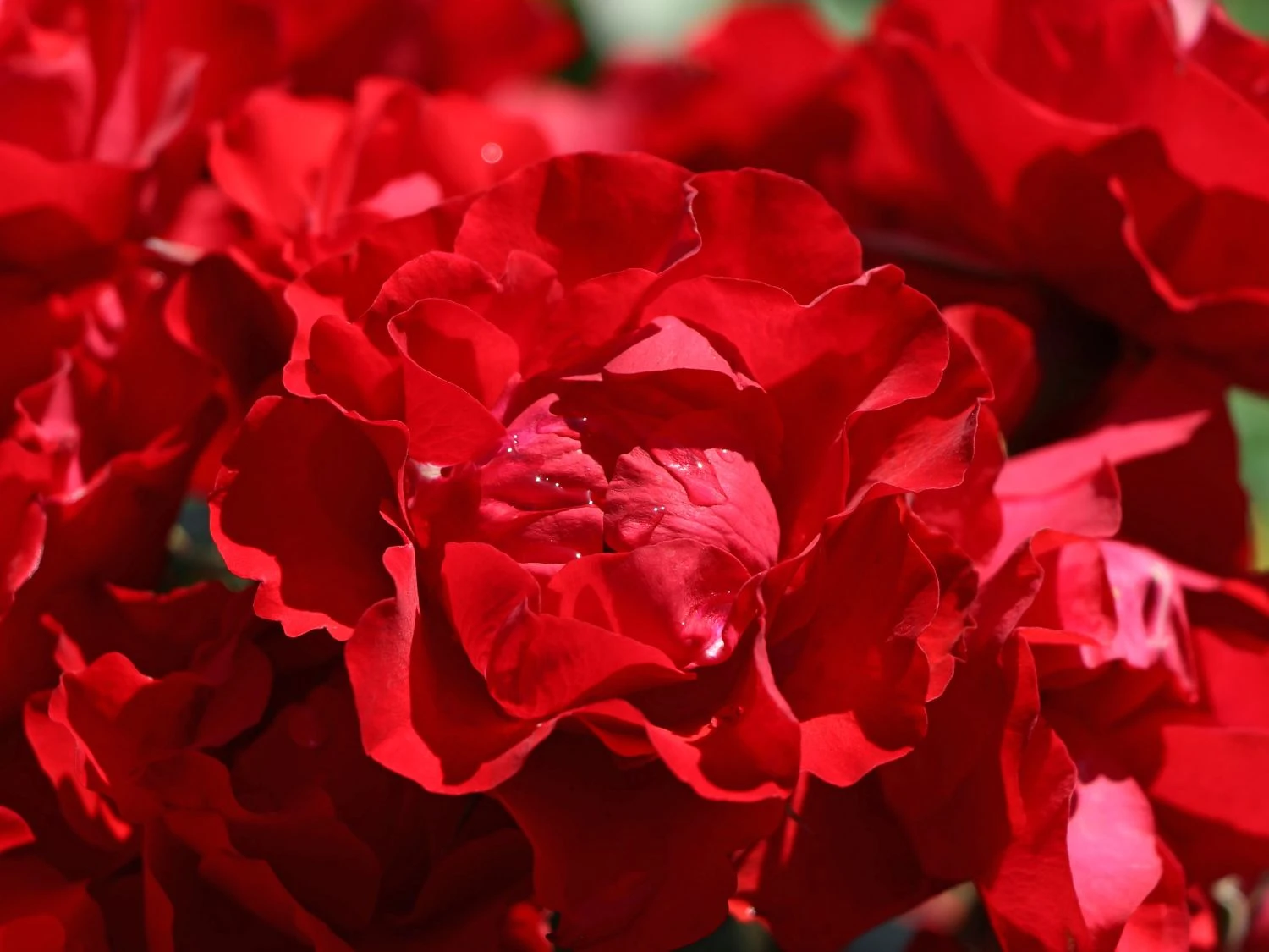 Beetrose 'Black Forest Rose' ® 12 Beetrose 'Black Forest Rose' ® – Bild 12