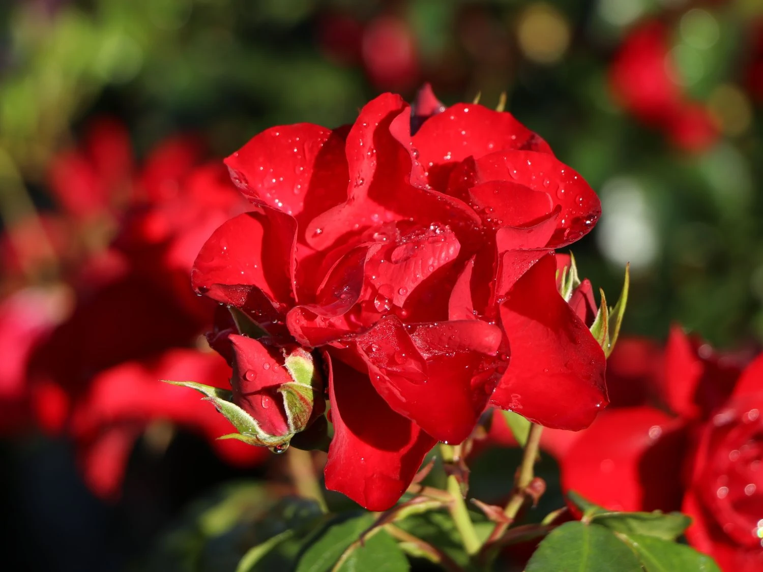 Beetrose 'Black Forest Rose' ® 2 Beetrose 'Black Forest Rose' ® – Bild 2