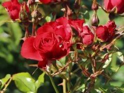 Beetrose 'Black Forest Rose' ® 16 Beetrose 'Black Forest Rose' ® -Edelrosen Geschaft beetrose black forest rose m052539 w 10