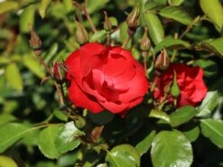 Beetrose 'Black Forest Rose' ® 22 Beetrose 'Black Forest Rose' ® -Edelrosen Geschaft beetrose black forest rose m052539 w 2