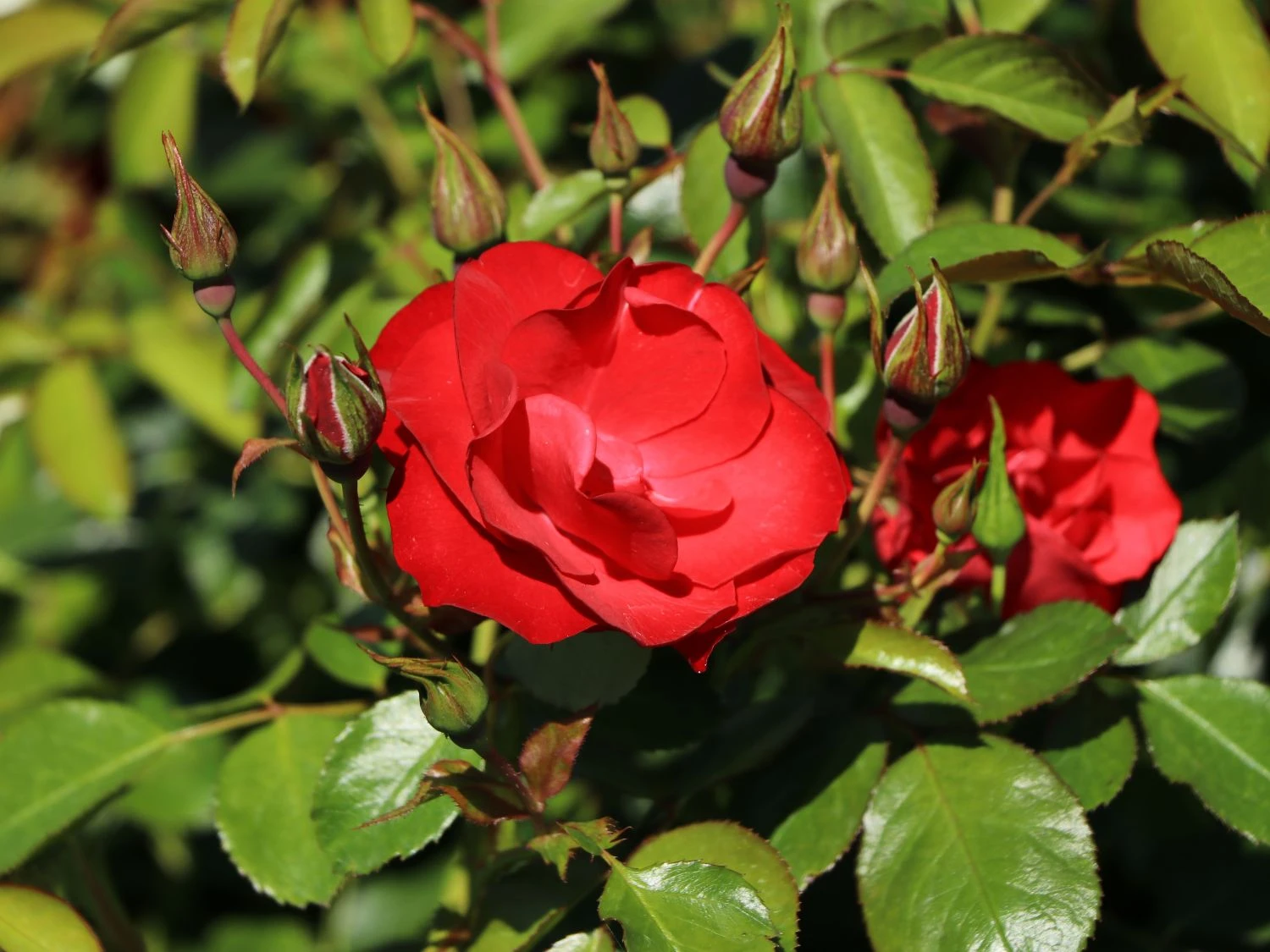 Beetrose 'Black Forest Rose' ® 10 Beetrose 'Black Forest Rose' ® – Bild 10