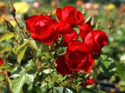 Beetrose 'Black Forest Rose' ® 23 Beetrose 'Black Forest Rose' ® -Edelrosen Geschaft beetrose black forest rose m052539 w 3