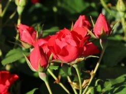 Beetrose 'Black Forest Rose' ® 19 Beetrose 'Black Forest Rose' ® -Edelrosen Geschaft beetrose black forest rose m052539 w 4