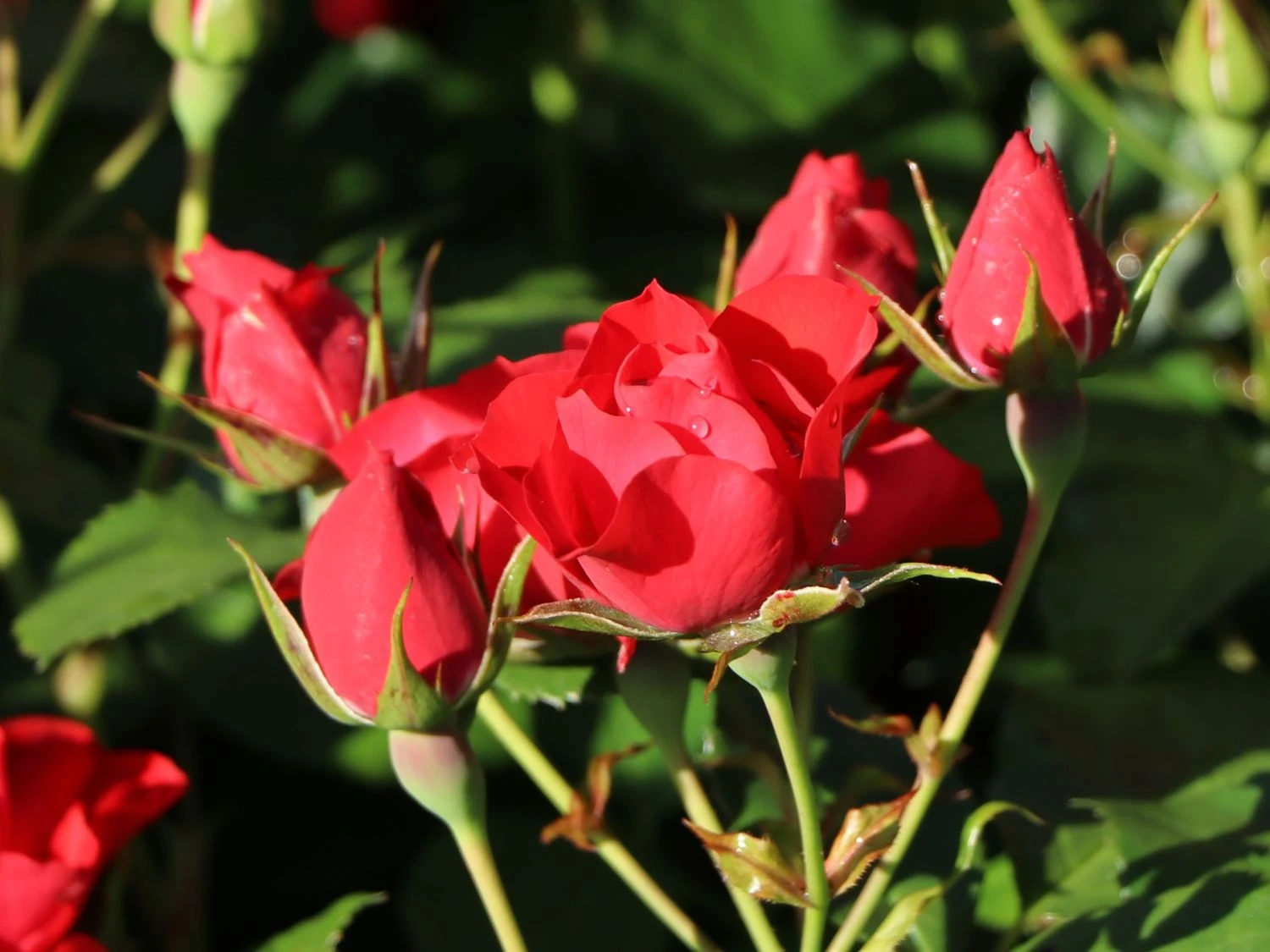 Beetrose 'Black Forest Rose' ® 7 Beetrose 'Black Forest Rose' ® – Bild 7