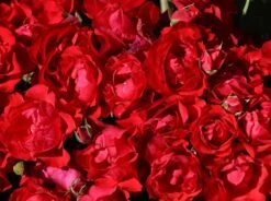 Beetrose 'Black Forest Rose' ® 20 Beetrose 'Black Forest Rose' ® -Edelrosen Geschaft beetrose black forest rose m052539 w 5