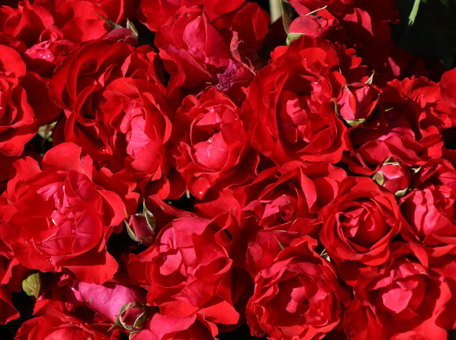 Beetrose 'Black Forest Rose' ® 8 Beetrose 'Black Forest Rose' ® – Bild 8