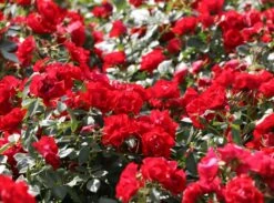 Beetrose 'Black Forest Rose' ® 21 Beetrose 'Black Forest Rose' ® -Edelrosen Geschaft beetrose black forest rose m052539 w 6