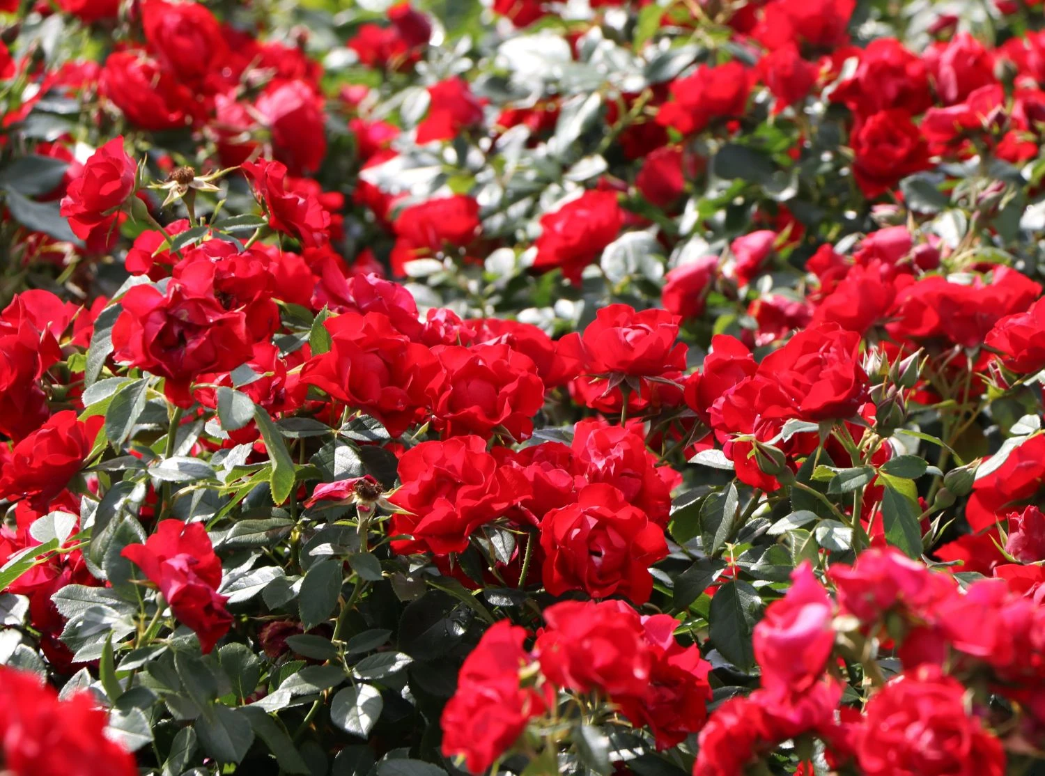 Beetrose 'Black Forest Rose' ® 9 Beetrose 'Black Forest Rose' ® – Bild 9