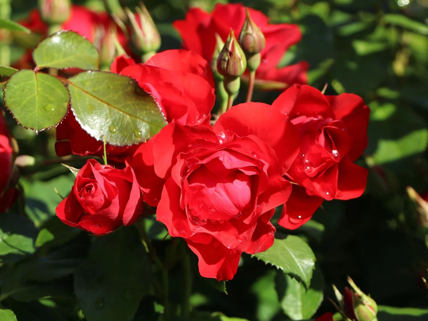 Beetrose 'Black Forest Rose' ® 6 Beetrose 'Black Forest Rose' ® – Bild 6