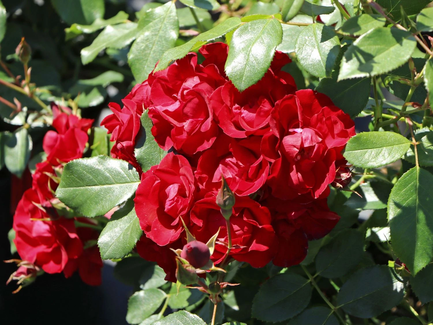 Beetrose 'Black Forest Rose' ® 3 Beetrose 'Black Forest Rose' ® – Bild 3